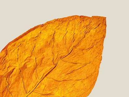 One tobacco leaf.