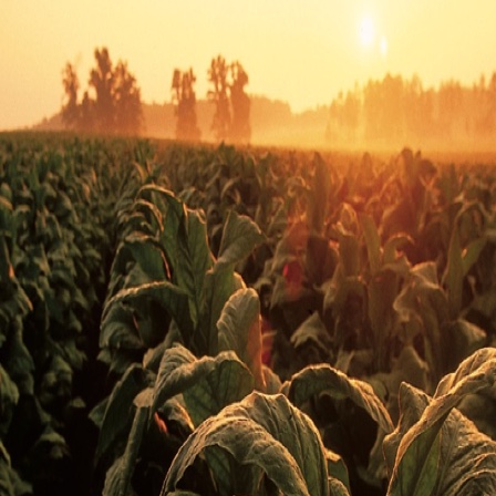 Tobacco field at sunset
