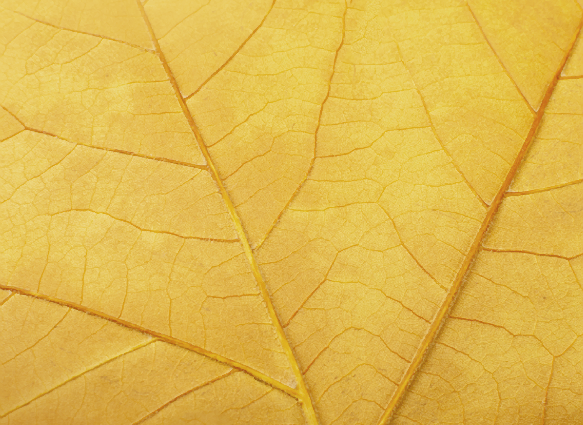 Abstract yellow textured background.