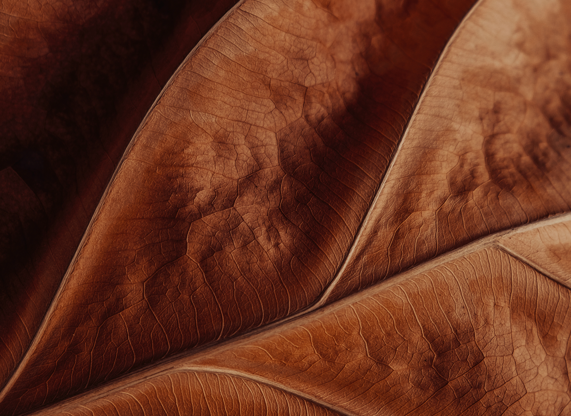 Brown tobacco leaf texture